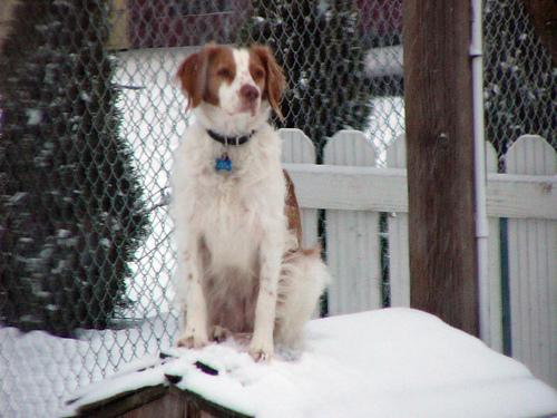 https://images.dog.ceo/breeds/spaniel-brittany/n02101388_149.jpg