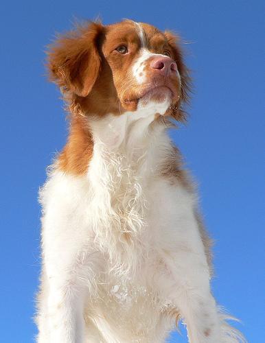 https://images.dog.ceo/breeds/spaniel-brittany/n02101388_1803.jpg