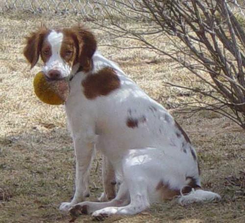 https://images.dog.ceo/breeds/spaniel-brittany/n02101388_192.jpg