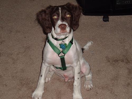 https://images.dog.ceo/breeds/spaniel-brittany/n02101388_1965.jpg