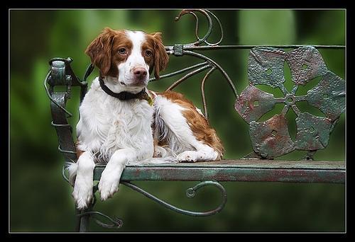 https://images.dog.ceo/breeds/spaniel-brittany/n02101388_197.jpg