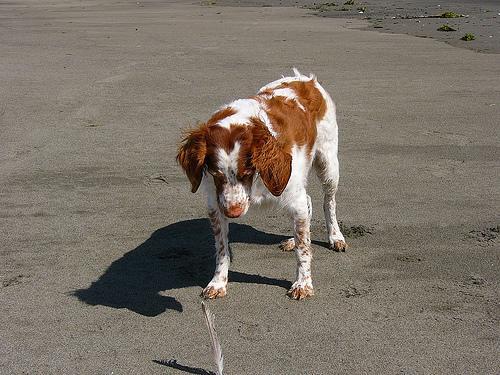 https://images.dog.ceo/breeds/spaniel-brittany/n02101388_2064.jpg