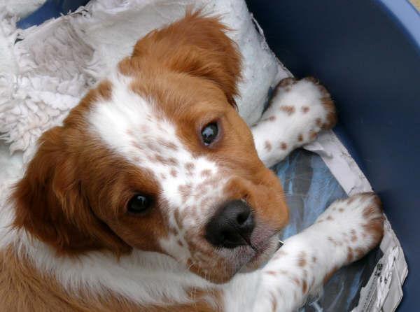 https://images.dog.ceo/breeds/spaniel-brittany/n02101388_2177.jpg