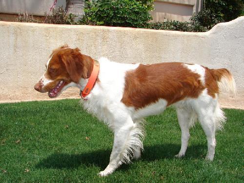 https://images.dog.ceo/breeds/spaniel-brittany/n02101388_2324.jpg