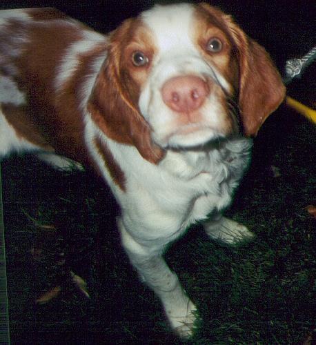 https://images.dog.ceo/breeds/spaniel-brittany/n02101388_2565.jpg