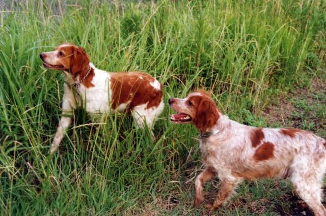 https://images.dog.ceo/breeds/spaniel-brittany/n02101388_2645.jpg