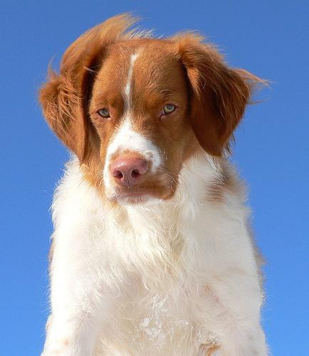 https://images.dog.ceo/breeds/spaniel-brittany/n02101388_2667.jpg