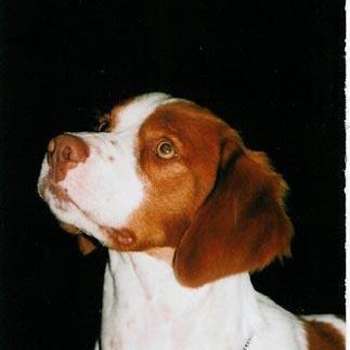 https://images.dog.ceo/breeds/spaniel-brittany/n02101388_2888.jpg