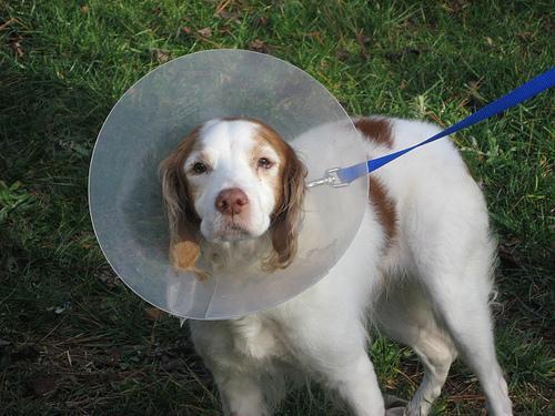 https://images.dog.ceo/breeds/spaniel-brittany/n02101388_2970.jpg