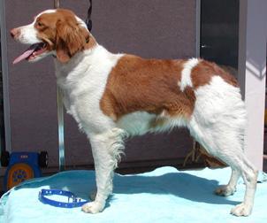 https://images.dog.ceo/breeds/spaniel-brittany/n02101388_3003.jpg