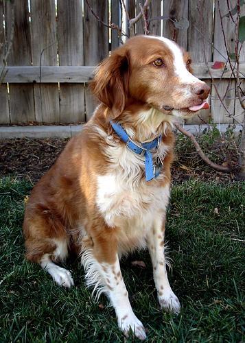 https://images.dog.ceo/breeds/spaniel-brittany/n02101388_3023.jpg