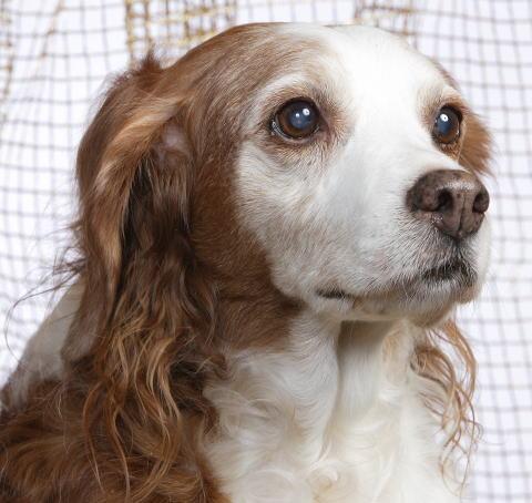 https://images.dog.ceo/breeds/spaniel-brittany/n02101388_3064.jpg