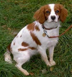 https://images.dog.ceo/breeds/spaniel-brittany/n02101388_3195.jpg