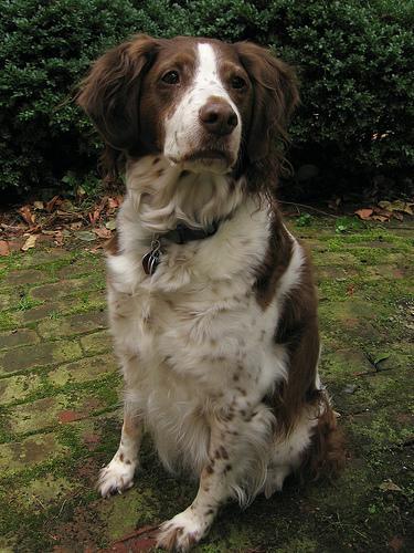 https://images.dog.ceo/breeds/spaniel-brittany/n02101388_3344.jpg