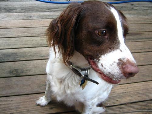 https://images.dog.ceo/breeds/spaniel-brittany/n02101388_3357.jpg