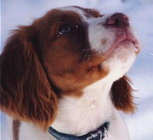 https://images.dog.ceo/breeds/spaniel-brittany/n02101388_348.jpg