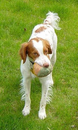 https://images.dog.ceo/breeds/spaniel-brittany/n02101388_3710.jpg