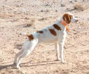 https://images.dog.ceo/breeds/spaniel-brittany/n02101388_3762.jpg