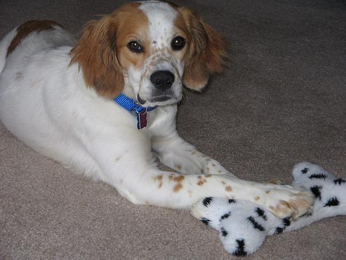 https://images.dog.ceo/breeds/spaniel-brittany/n02101388_4110.jpg