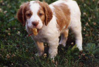 https://images.dog.ceo/breeds/spaniel-brittany/n02101388_4113.jpg