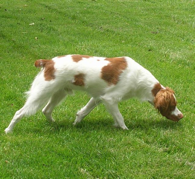 https://images.dog.ceo/breeds/spaniel-brittany/n02101388_4240.jpg