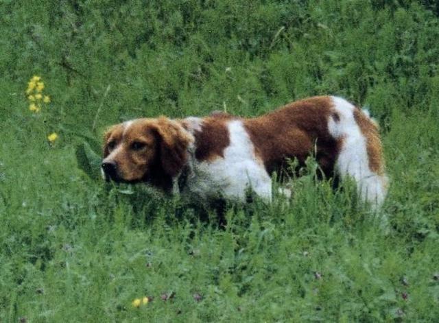 https://images.dog.ceo/breeds/spaniel-brittany/n02101388_4342.jpg