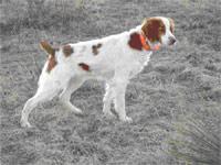 https://images.dog.ceo/breeds/spaniel-brittany/n02101388_4358.jpg