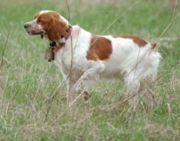 https://images.dog.ceo/breeds/spaniel-brittany/n02101388_4422.jpg