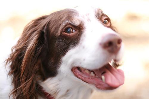 https://images.dog.ceo/breeds/spaniel-brittany/n02101388_4556.jpg