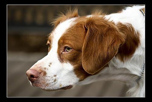 https://images.dog.ceo/breeds/spaniel-brittany/n02101388_4628.jpg