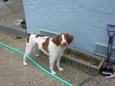 https://images.dog.ceo/breeds/spaniel-brittany/n02101388_4737.jpg