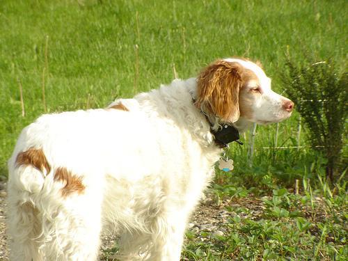 https://images.dog.ceo/breeds/spaniel-brittany/n02101388_4762.jpg