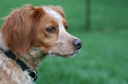 https://images.dog.ceo/breeds/spaniel-brittany/n02101388_4808.jpg