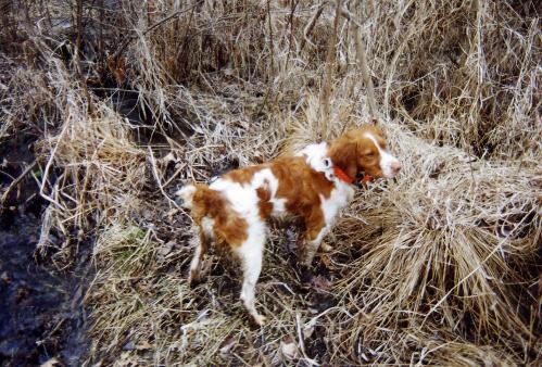 https://images.dog.ceo/breeds/spaniel-brittany/n02101388_4875.jpg
