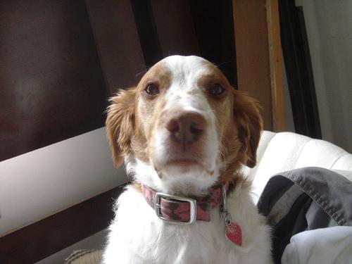 https://images.dog.ceo/breeds/spaniel-brittany/n02101388_4879.jpg