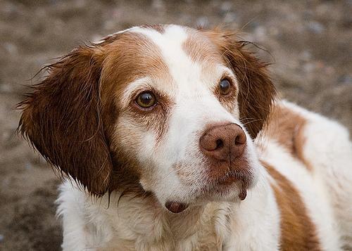 https://images.dog.ceo/breeds/spaniel-brittany/n02101388_5149.jpg