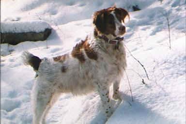 https://images.dog.ceo/breeds/spaniel-brittany/n02101388_5179.jpg