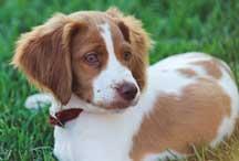 https://images.dog.ceo/breeds/spaniel-brittany/n02101388_5512.jpg