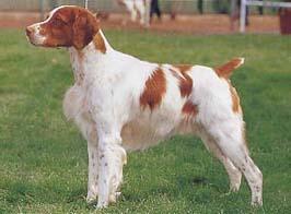 https://images.dog.ceo/breeds/spaniel-brittany/n02101388_560.jpg