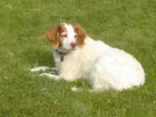 https://images.dog.ceo/breeds/spaniel-brittany/n02101388_5867.jpg