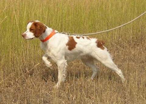 https://images.dog.ceo/breeds/spaniel-brittany/n02101388_5977.jpg