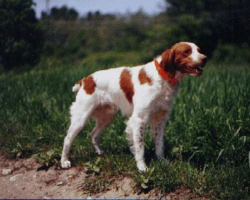 https://images.dog.ceo/breeds/spaniel-brittany/n02101388_6065.jpg