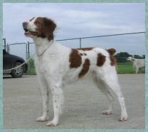 https://images.dog.ceo/breeds/spaniel-brittany/n02101388_6081.jpg