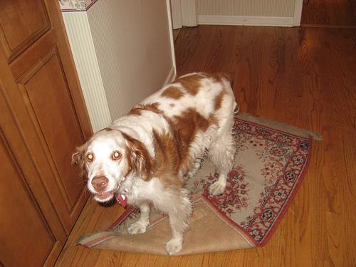 https://images.dog.ceo/breeds/spaniel-brittany/n02101388_6153.jpg