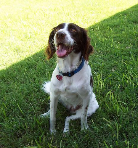 https://images.dog.ceo/breeds/spaniel-brittany/n02101388_6329.jpg