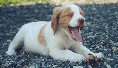 https://images.dog.ceo/breeds/spaniel-brittany/n02101388_6494.jpg