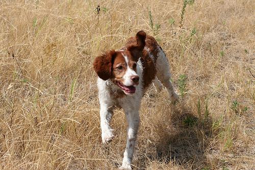 https://images.dog.ceo/breeds/spaniel-brittany/n02101388_6538.jpg