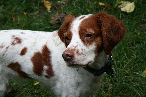 https://images.dog.ceo/breeds/spaniel-brittany/n02101388_7113.jpg