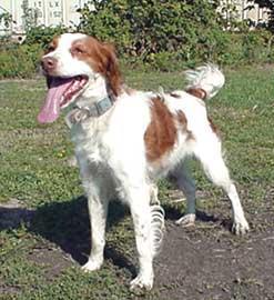 https://images.dog.ceo/breeds/spaniel-brittany/n02101388_758.jpg