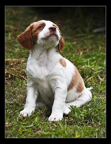 https://images.dog.ceo/breeds/spaniel-brittany/n02101388_7835.jpg